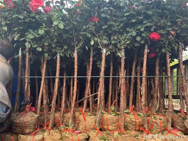 綠化苗木移植過(guò)程中，土球散了需要如何處理？(圖1)