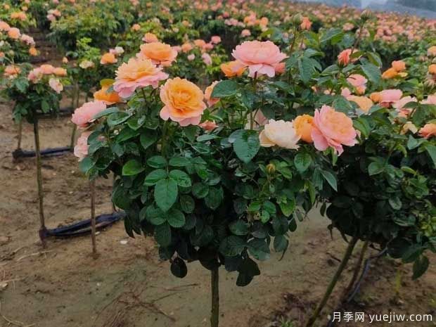 月季夏天澆水的正確方式是什么？(圖1)