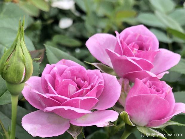 薰衣草門(mén)廊月季/紫色花環(huán)/薰衣草陽(yáng)臺/薰衣草花環(huán)(圖4)