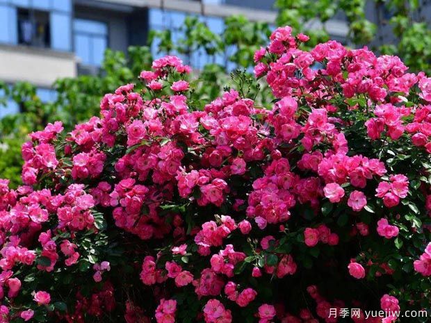 武漢新增多條絕美月季花道，江城處處花海景觀(guān)(圖1)
