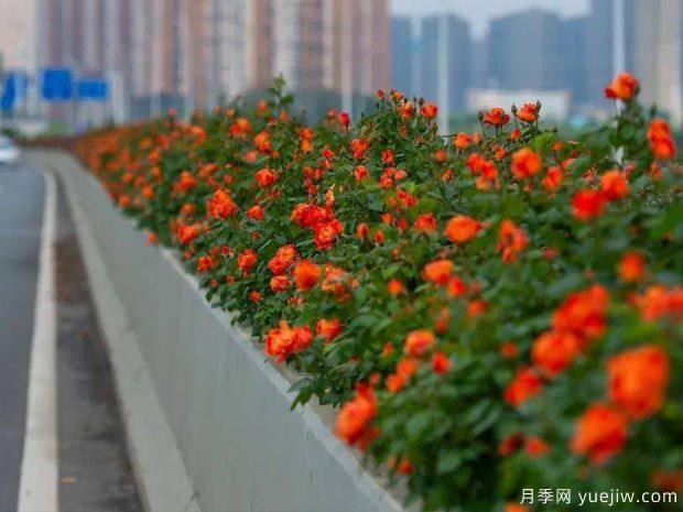 武漢新增多條絕美月季花道，江城處處花海景觀(guān)(圖4)