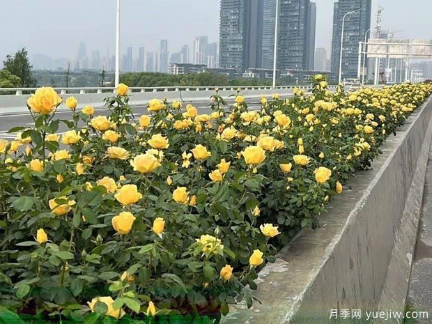武漢新增多條絕美月季花道，江城處處花海景觀(guān)(圖5)
