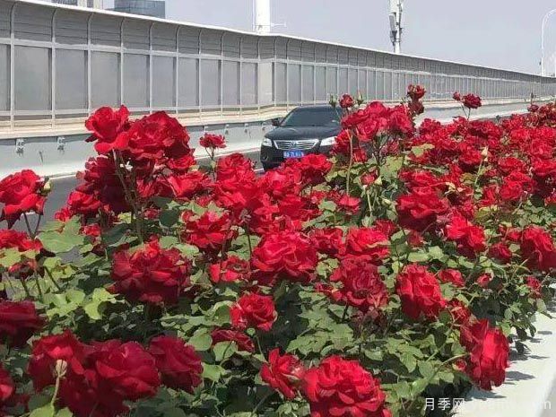 武漢新增多條絕美月季花道，江城處處花海景觀(guān)(圖7)