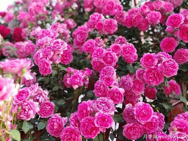 武漢新增多條絕美月季花道，江城處處花海景觀(guān)(圖8)