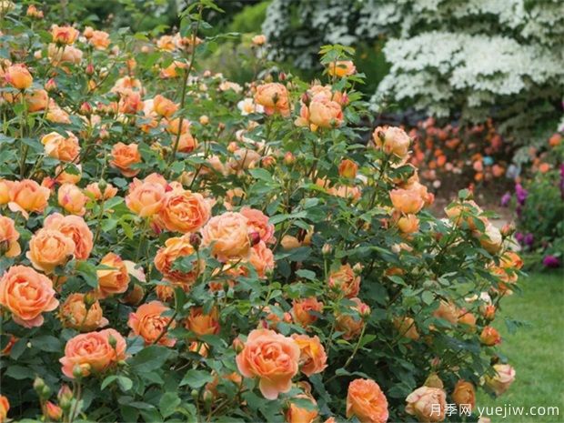 武漢新增多條絕美月季花道，江城處處花海景觀(guān)(圖9)