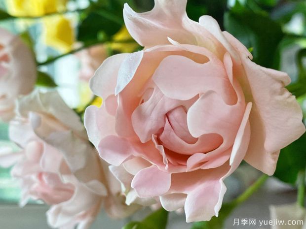 ?？麑殞氃录?蘇芬月季(圖1)