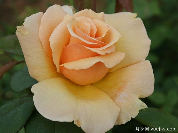 大獎?wù)略录?圖1)