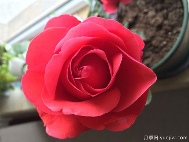 翰錢(qián)月季(圖3)