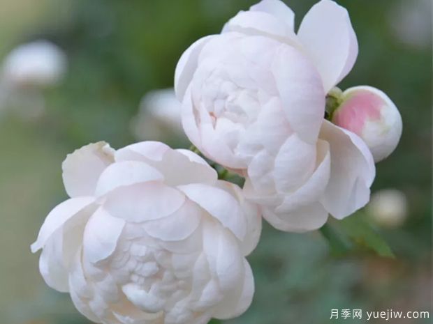 歐月8個(gè)月季經(jīng)典品種，種一棵回頭率都爆棚(圖5)