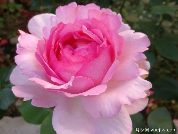 大名鼎鼎的伊芙系列，僅憑香氣就聞名月季界(圖2)