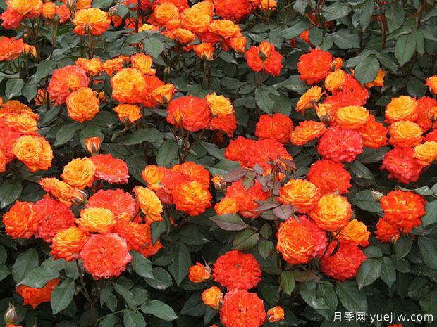 推薦8款豐花月季品種介紹，花滿(mǎn)枝頭，園林應用花量多(圖6)