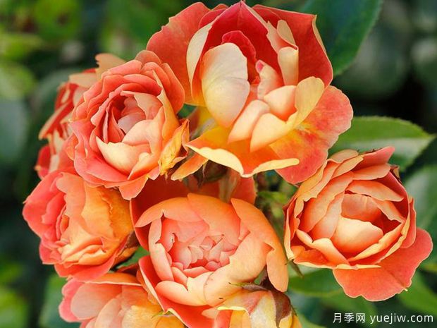 芒果蜜蜂樂(lè )園月季(圖1)
