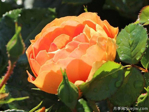芒果蜜蜂樂(lè )園月季(圖2)