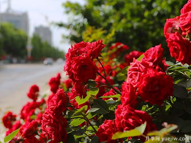 銅川月季市花文化和景觀(guān)圖集(圖1)