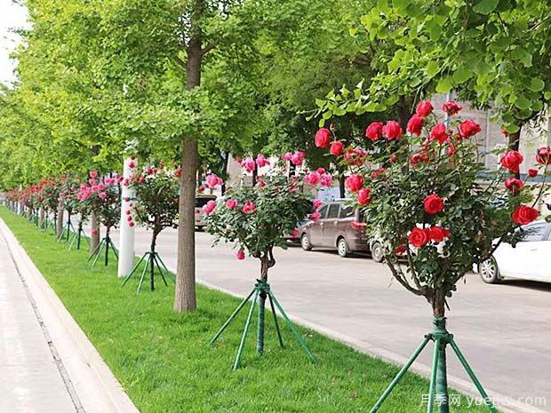 銅川月季市花文化和景觀(guān)圖集(圖4)