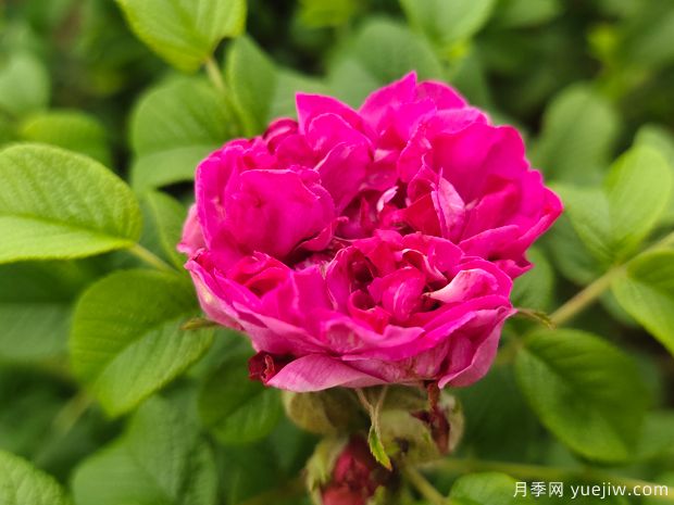 銀川玫瑰市花文化和月季景觀(guān)(圖1)