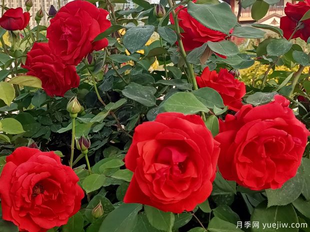 阿克蘇月季市花文化和景觀(guān)圖集(圖1)