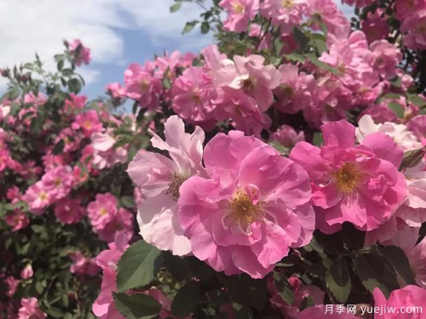 奎屯玫瑰市花文化和月季景觀(guān)(圖1)
