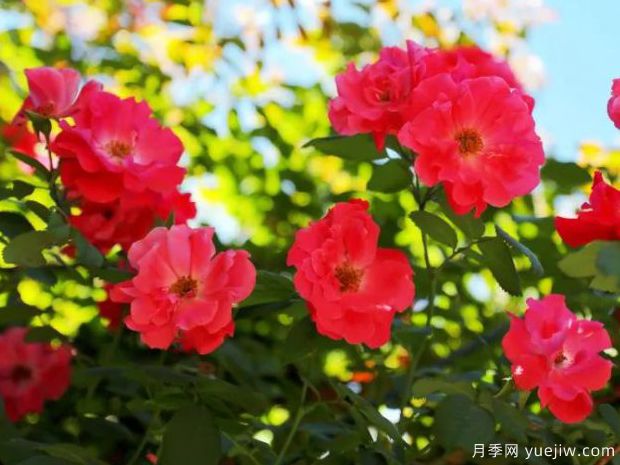 天山霞光月季的優(yōu)缺點(diǎn)是什么？(圖1)