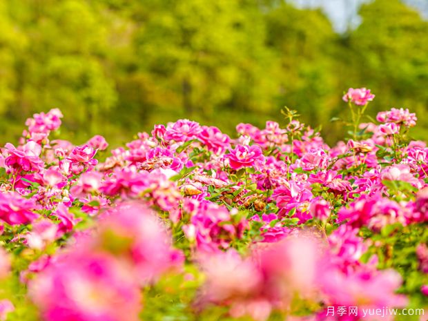 新余月季市花文化和景觀(guān)圖集(圖1)