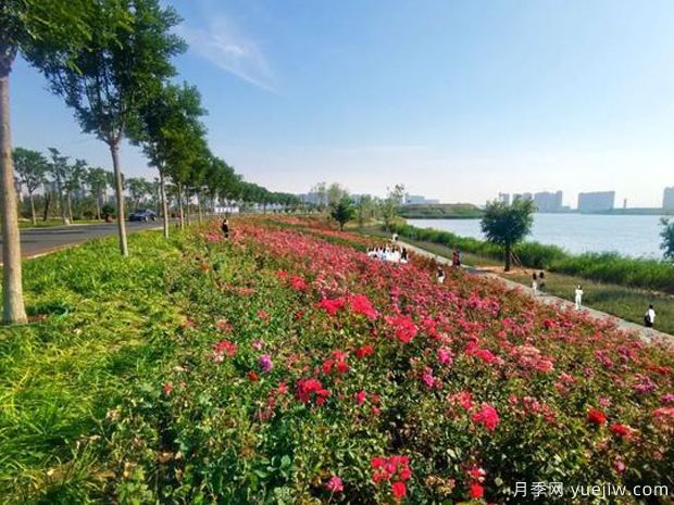 邯鄲月季市花文化和景觀(guān)圖集(圖2)