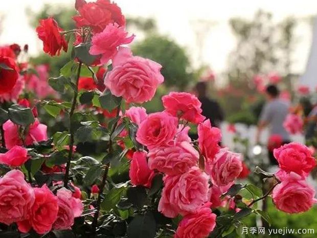 邯鄲月季市花文化和景觀(guān)圖集(圖3)