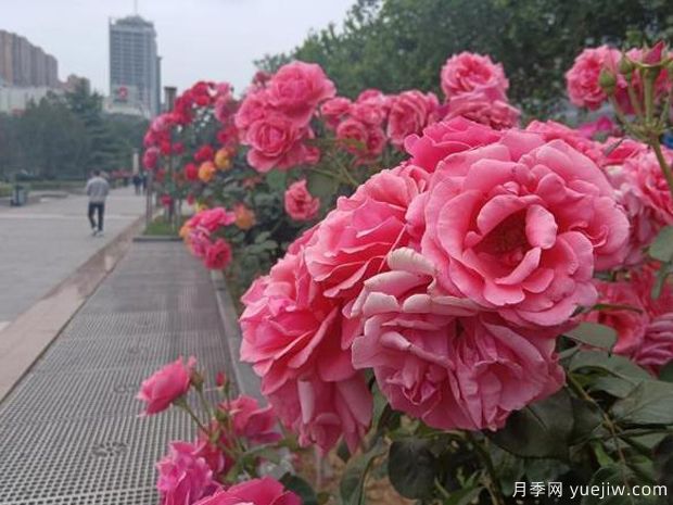 邯鄲月季市花文化和景觀(guān)圖集(圖1)