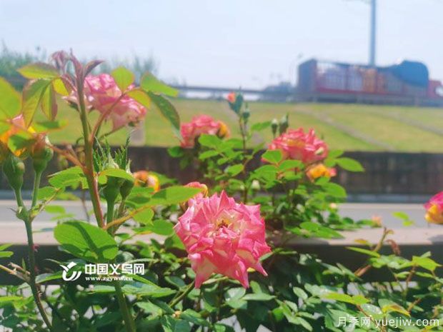 市花月季相繼綻放 義烏美麗春天花香滿(mǎn)城(圖3)