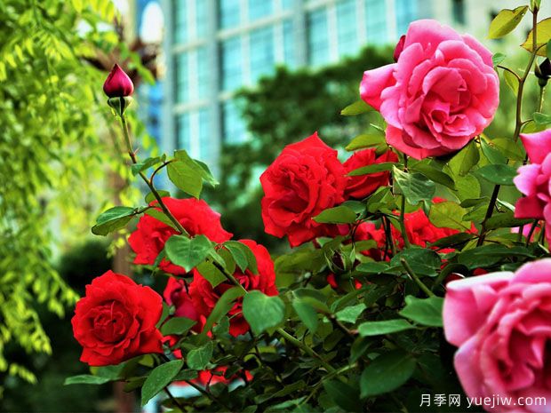 天水月季市花文化和景觀(guān)圖集(圖3)