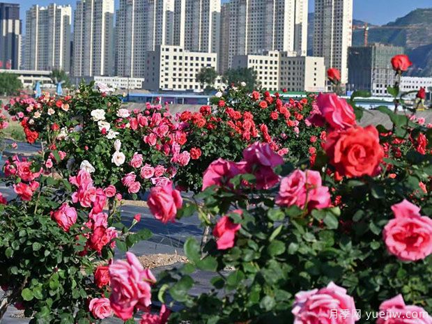 天水月季市花文化和景觀(guān)圖集(圖4)