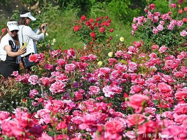 天水月季市花文化和景觀(guān)圖集(圖1)