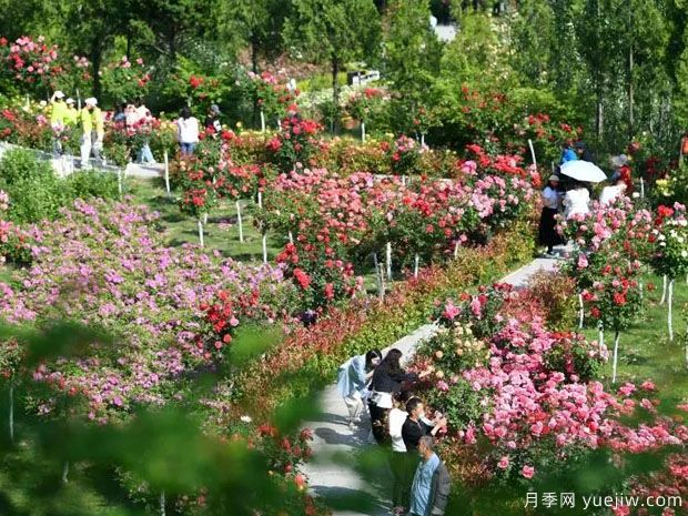 天水月季市花文化和景觀(guān)圖集(圖2)