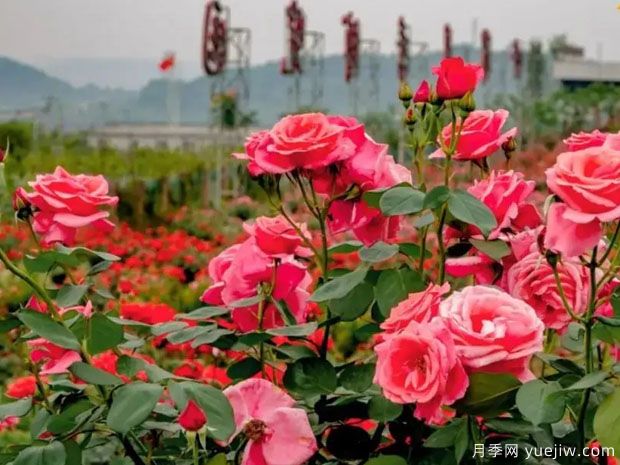 綿陽(yáng)月季市花文化和景觀(guān)圖集(圖2)