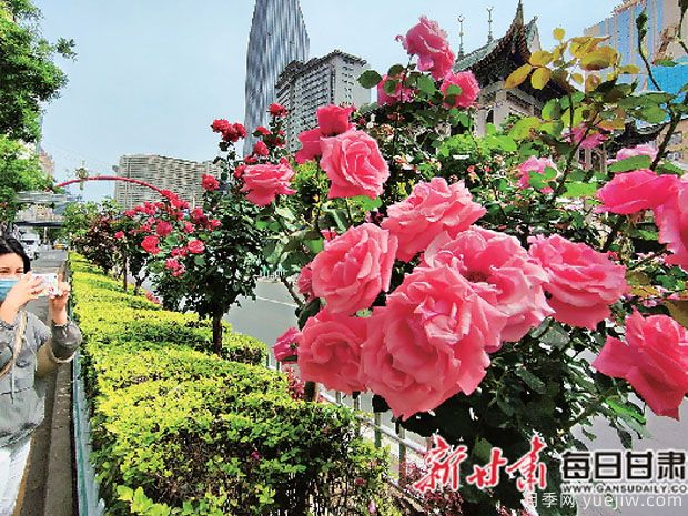 蘭州玫瑰市花文化和景觀(guān)圖集(圖2)