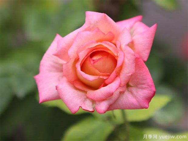 大美月季，十堰這幾處的月季花海等你來(lái)觀(guān)賞(圖1)