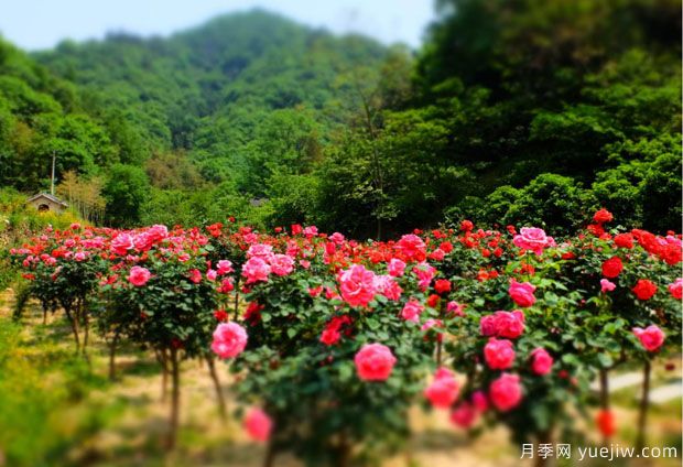 大美月季，十堰這幾處的月季花海等你來(lái)觀(guān)賞(圖3)