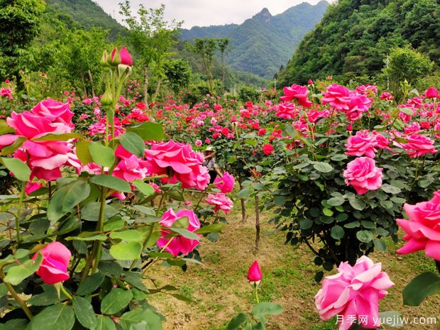 大美月季，十堰這幾處的月季花海等你來(lái)觀(guān)賞(圖2)