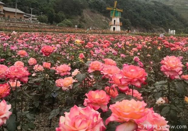 大美月季，十堰這幾處的月季花海等你來(lái)觀(guān)賞(圖4)