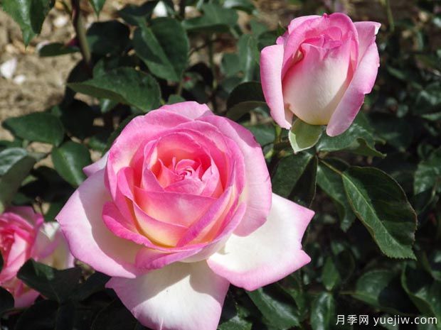月季入門(mén)品種推薦：切花朱麗葉、摩納哥公主、摩納哥公爵(圖2)