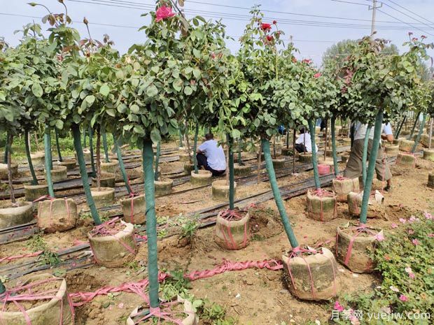 精品地面缽樹(shù)狀月季發(fā)貨山西園林(圖1)
