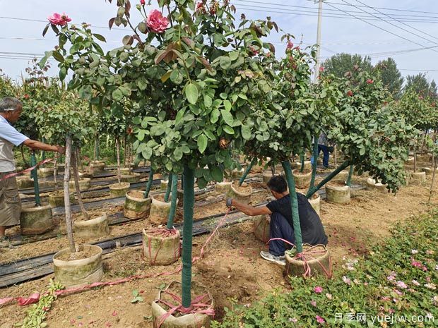 精品地面缽樹(shù)狀月季發(fā)貨山西園林(圖3)