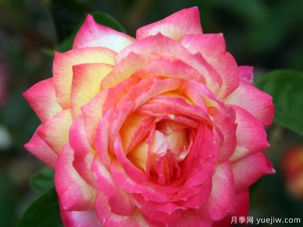 分享10種大花月季品種，開(kāi)花鮮艷，香味清新(圖2)
