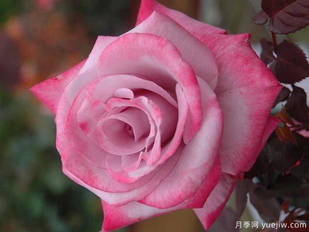分享10種大花月季品種，開(kāi)花鮮艷，香味清新(圖3)