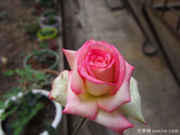 分享10種大花月季品種，開(kāi)花鮮艷，香味清新(圖10)