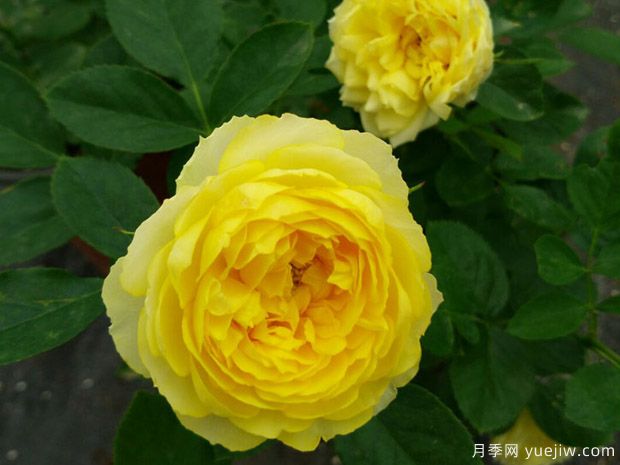 想養月季看這里，推薦這10種月季抗病強花量大花期長(cháng)(圖2)