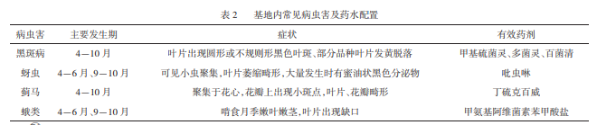 高架月季盆栽規?；B護技術(shù)(圖2)