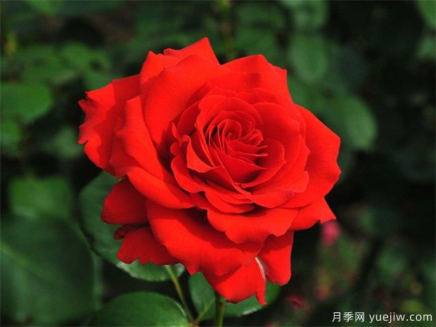 月季爆花養護和病蟲(chóng)害防治的秘笈(圖1)