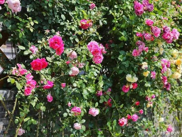 如皋月季市花文化和景觀(guān)圖集(圖2)