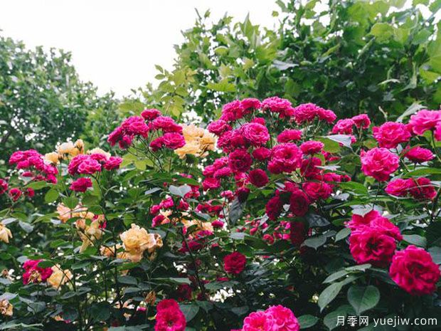 常州月季市花文化和景觀(guān)圖集(圖4)