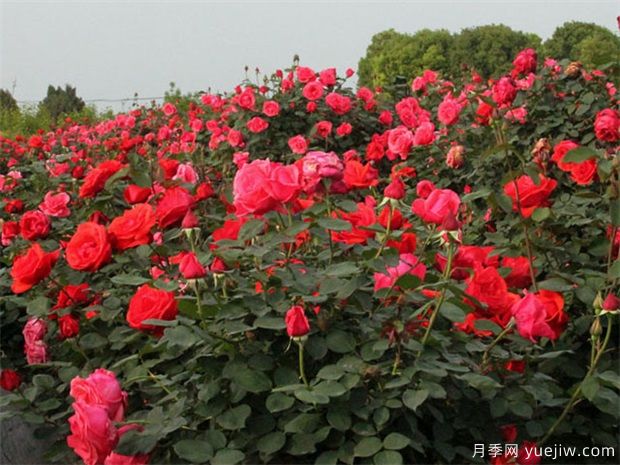 葫蘆島月季市花文化和景觀(guān)圖集(圖1)